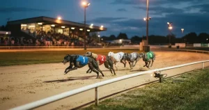 Greyhounds Betting in New Zealand 2026 — Where the Law Stops
